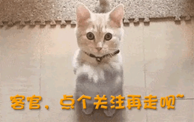 33.gif