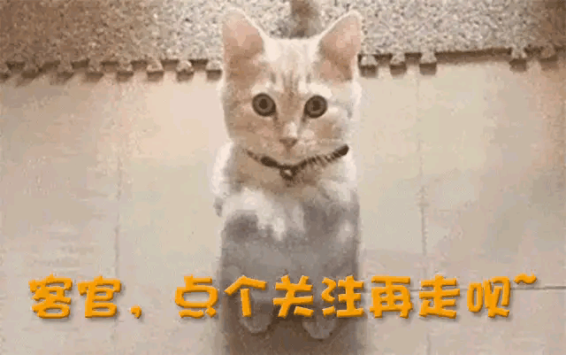 11.gif